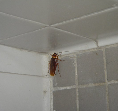 Tiny bugs in bathroom vent